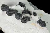 Cyphaspis Walteri & Kayserops Trilobite Cluster - Mrakib, Morocco #168395-11